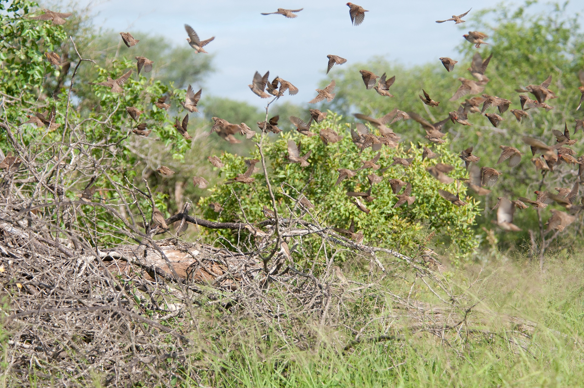 Il Kenya pronto a sopprimere milioni di uccelli che devastano i campi agricoli. Ed è colpa della siccità
