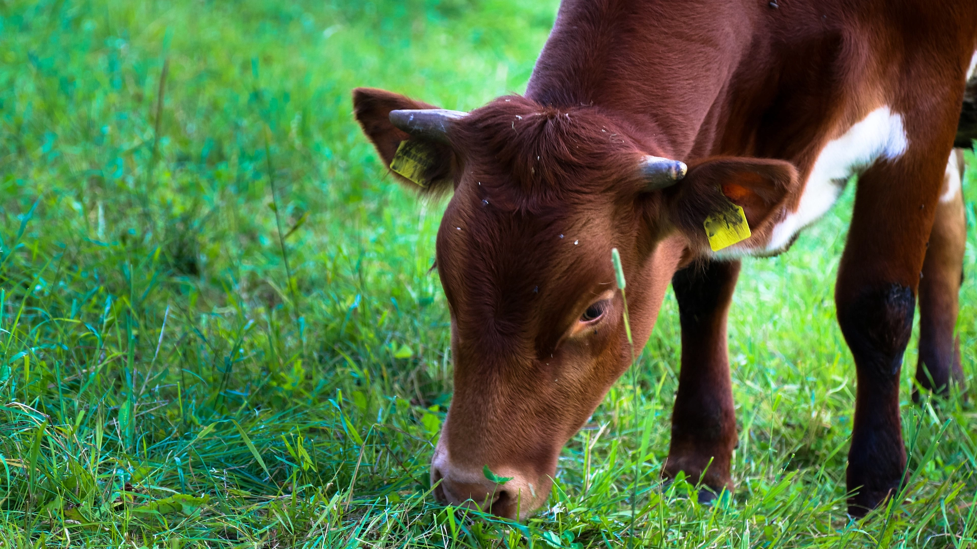 allevamento-biologico