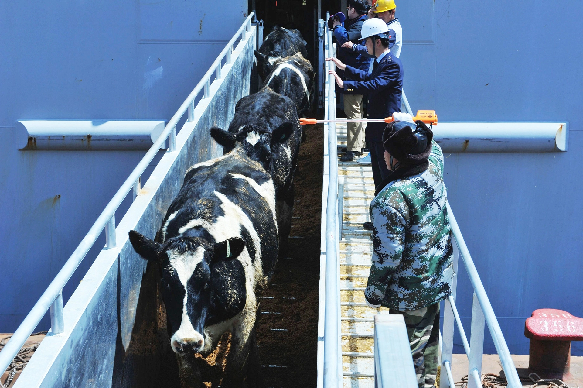 trasporto vacche gravide