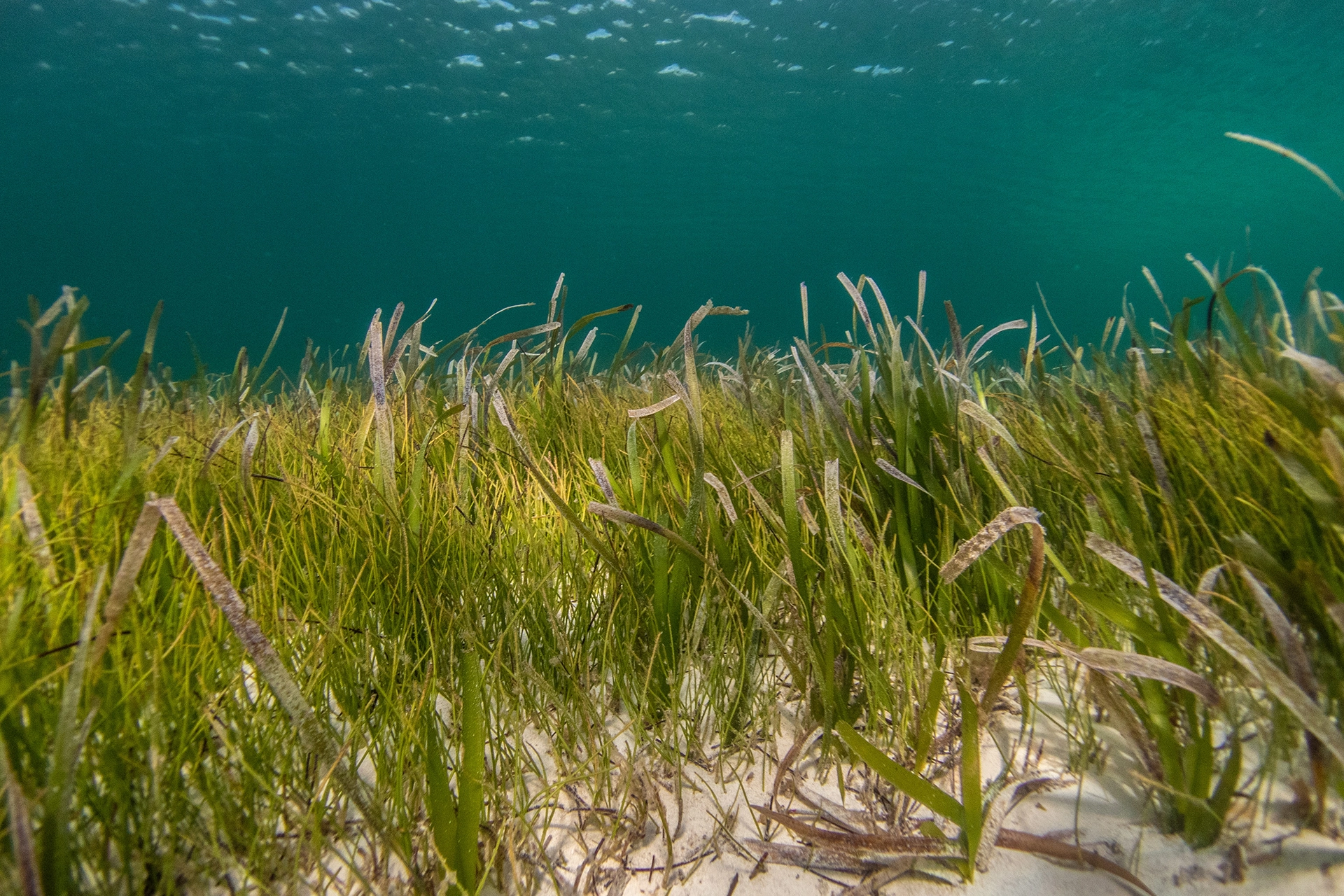 Posidonia oceanica