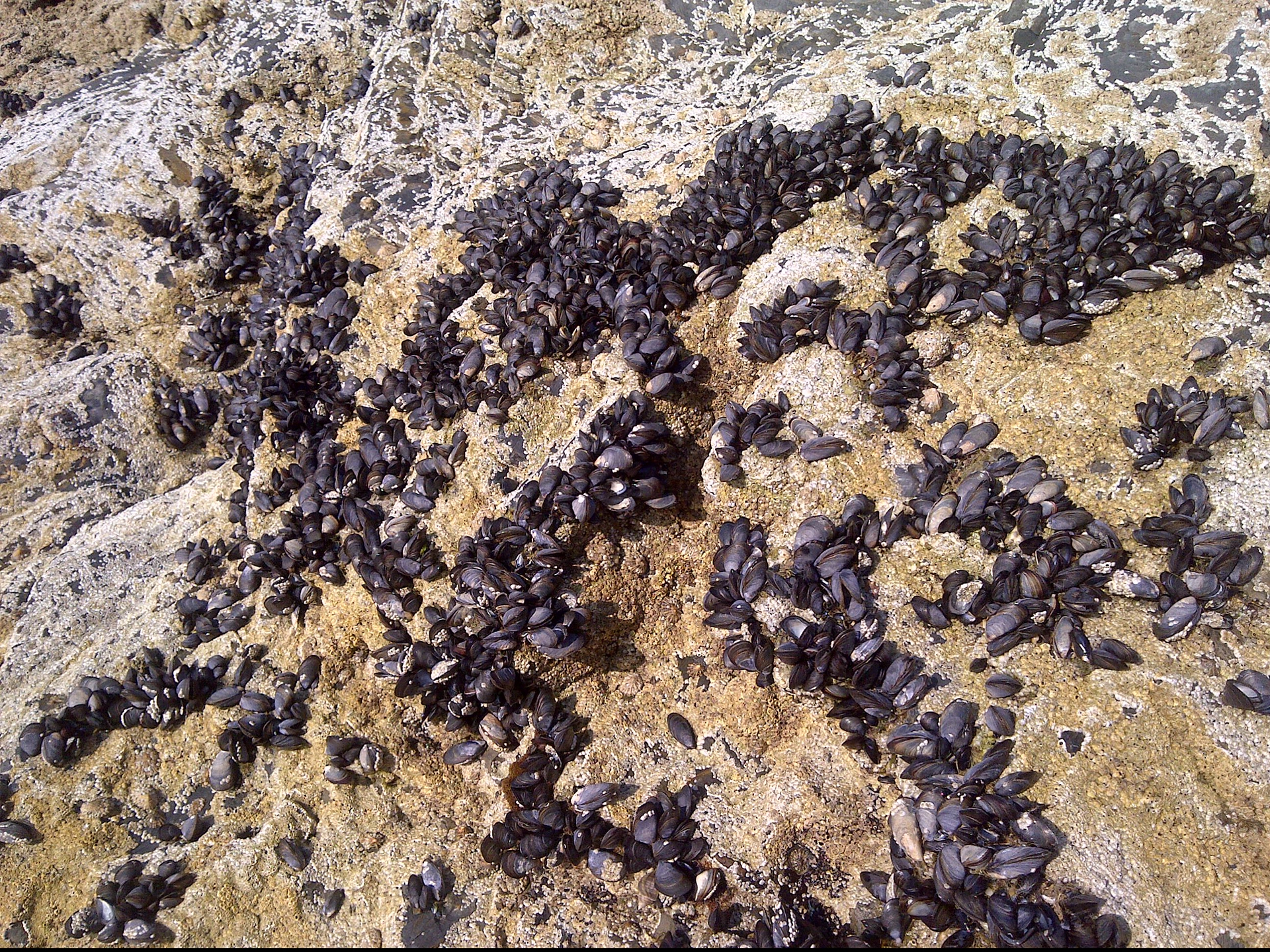 Le cozze potrebbero aiutarci a ripulire il mare dalle microplastiche