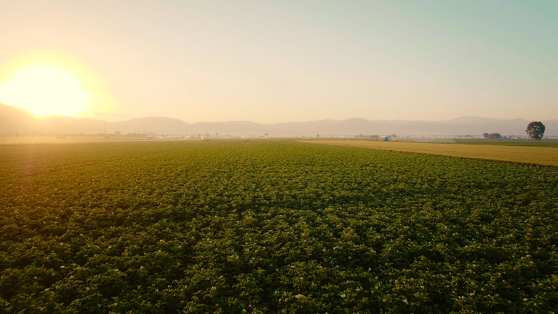 pizzoli agricoltura sostenibile