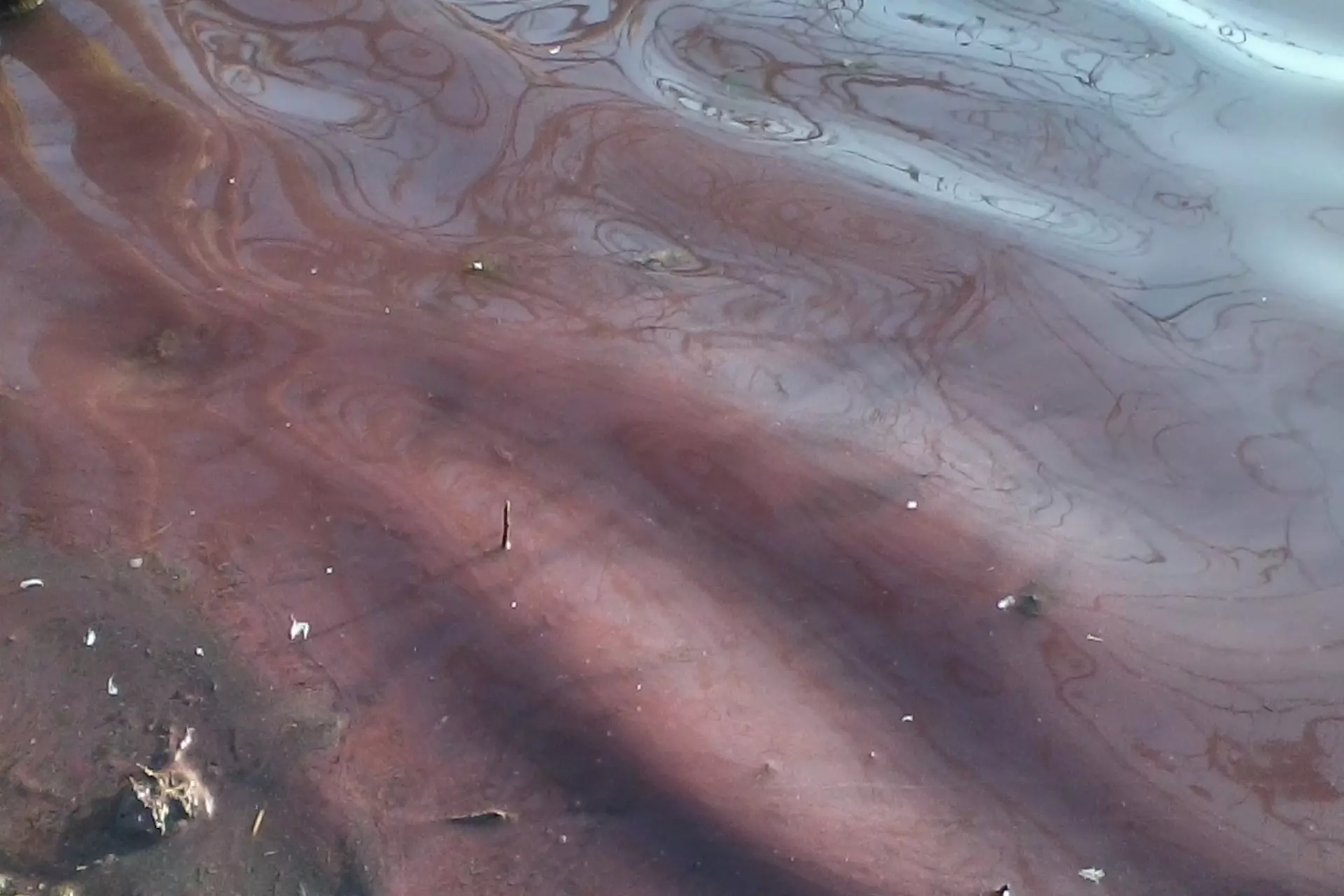 Lago di Vico inquinamento Giuseppe Nascetti