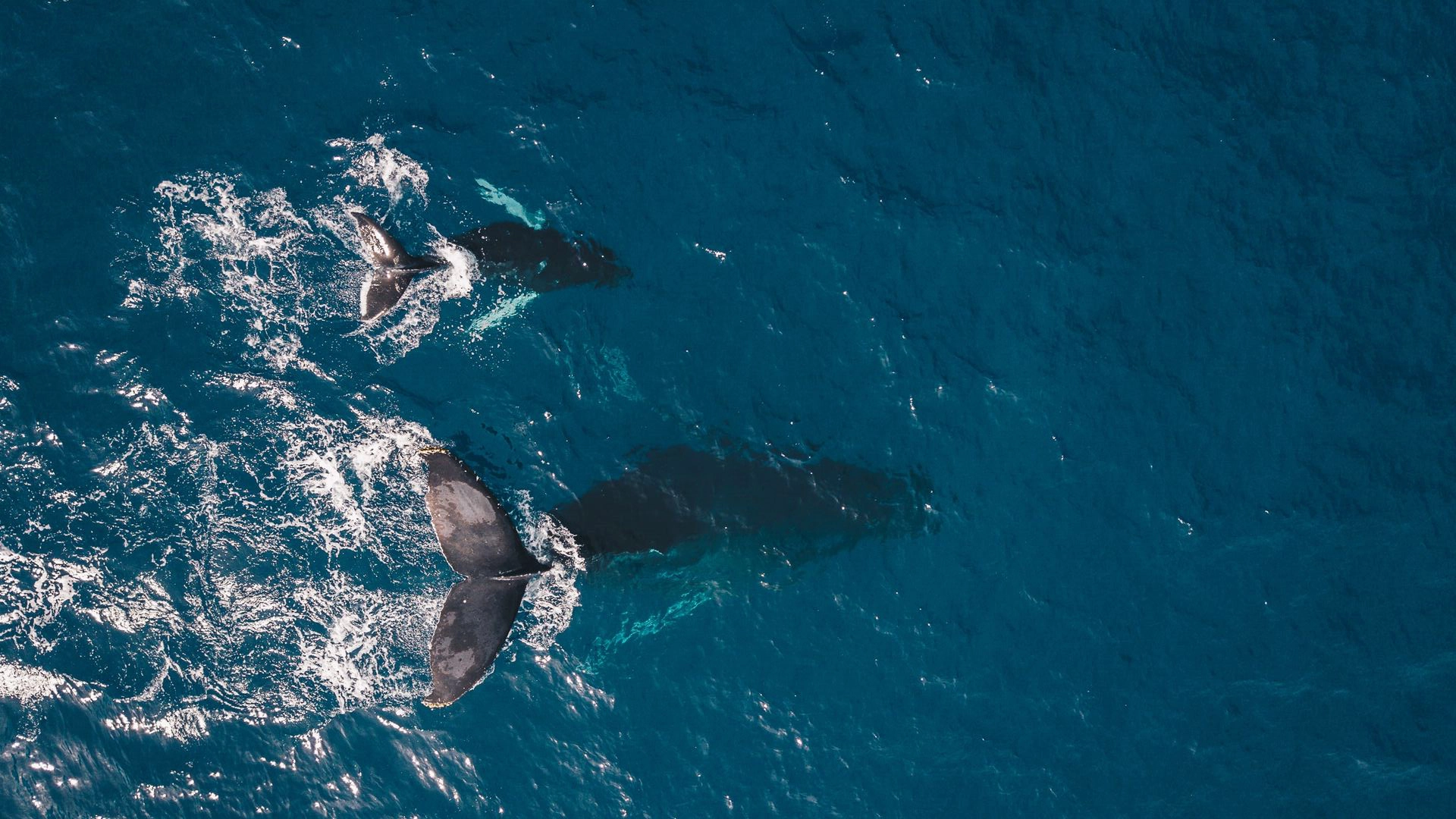 Balenottere azzurre alle Seychelles