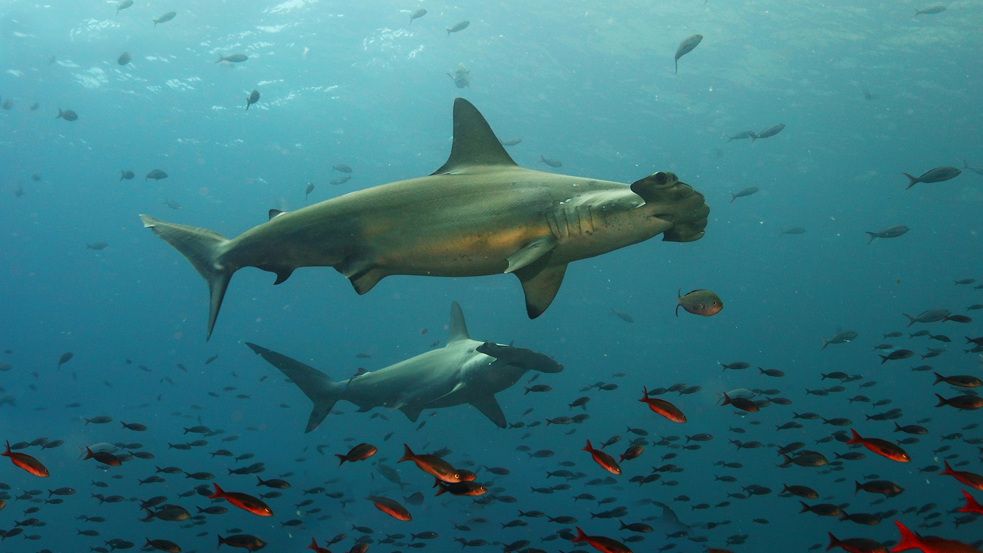 debt for nature swap dell'Ecuador, tutela delle Galápagos