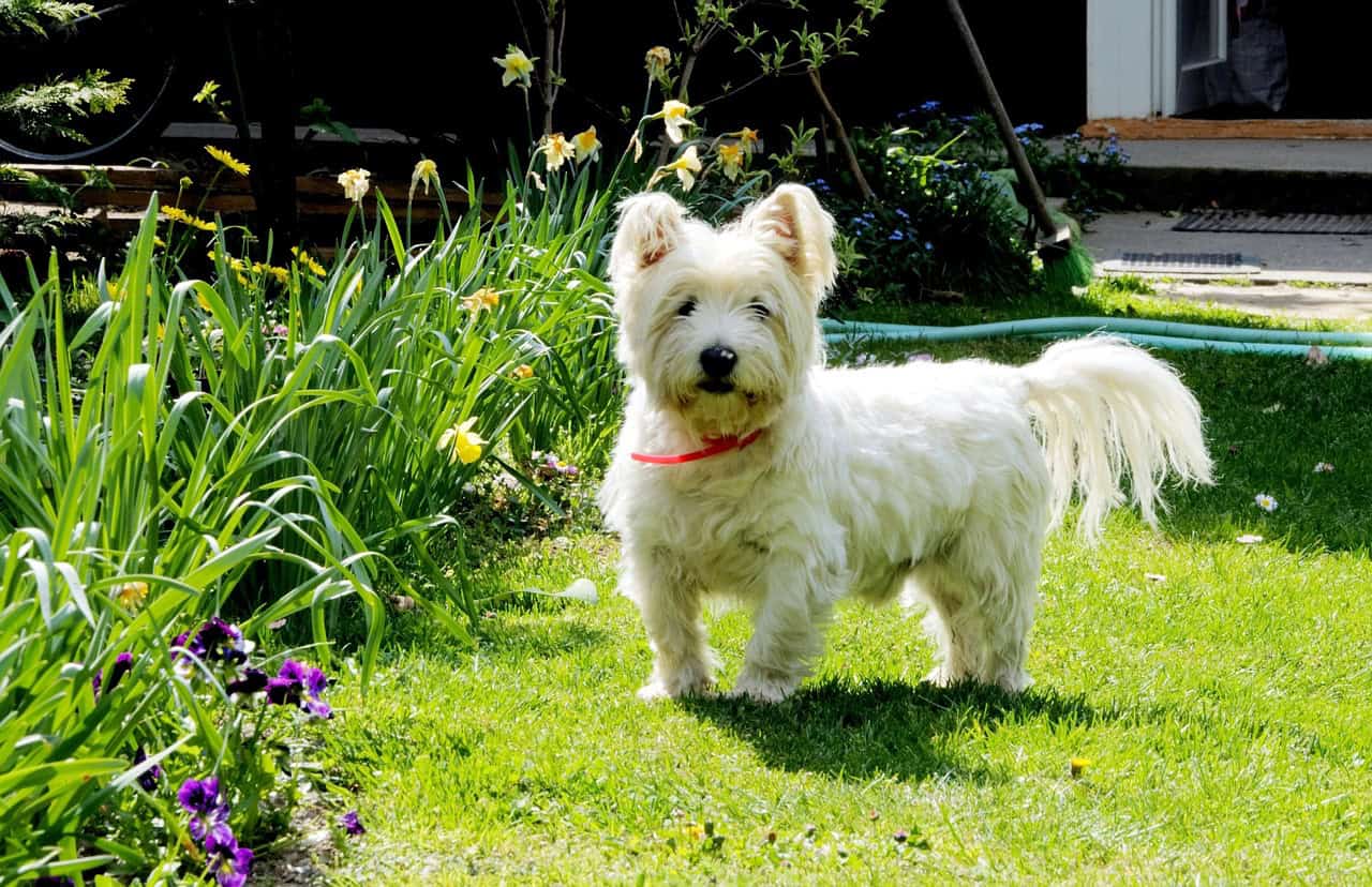 Country Matters Single Coaster - Westie - West Highland Terrier
