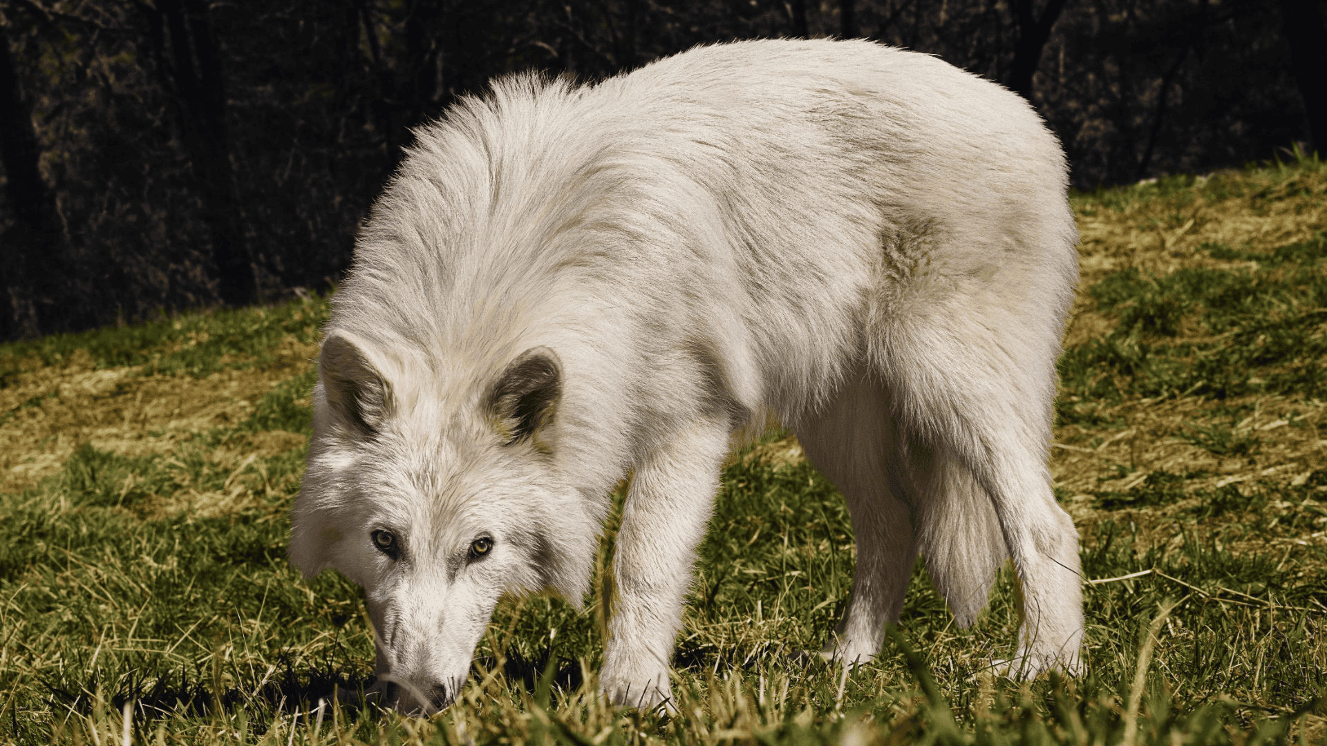 Luci e ombre sul \, image size:1920x1080