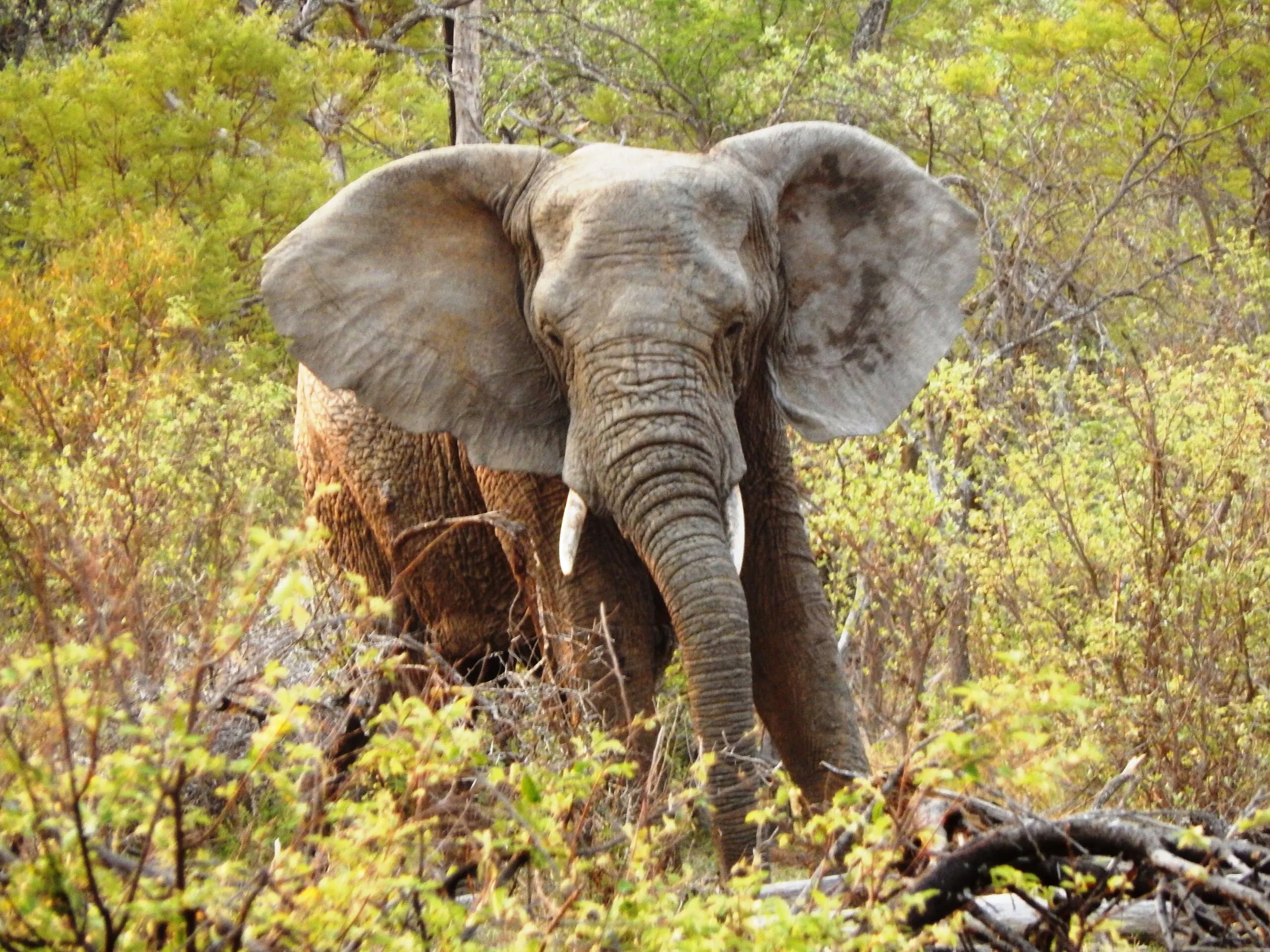Un elefante africano nella riserva di Mabula in Sudafrica © Adam Peyman