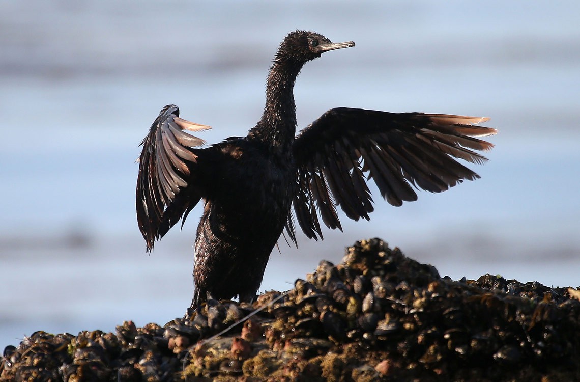lago di maracaibo venezuela uccello ricoperto di petrolio