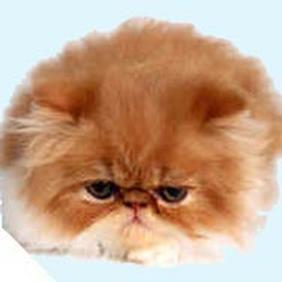 Gatto Persiano Dal Muso Pechinese Lifegate