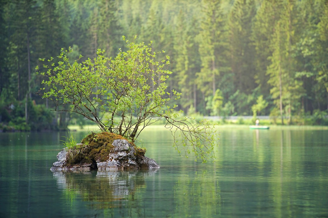 albero in stagno inserito nella rete della natura