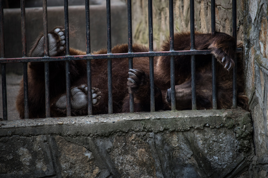 Animales - Naturaleza Animali%20negli%20Zoo%20Europei%20(Croazia)%20%C2%A9%20Jo-Anne%20McArthur