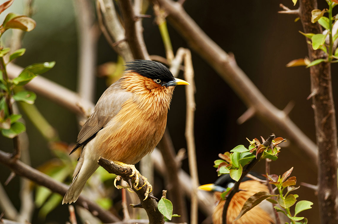 uccellino nella giornata mondiale della biodiversità
