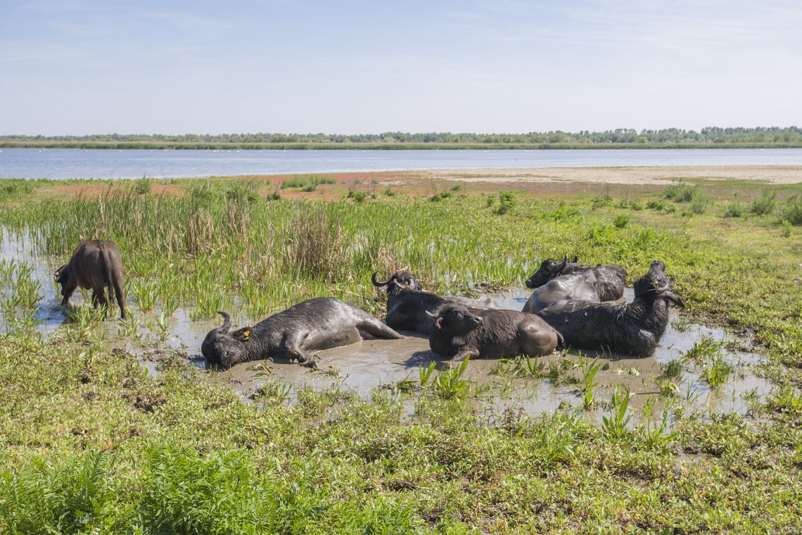 Bufali che si rotolano nel fango