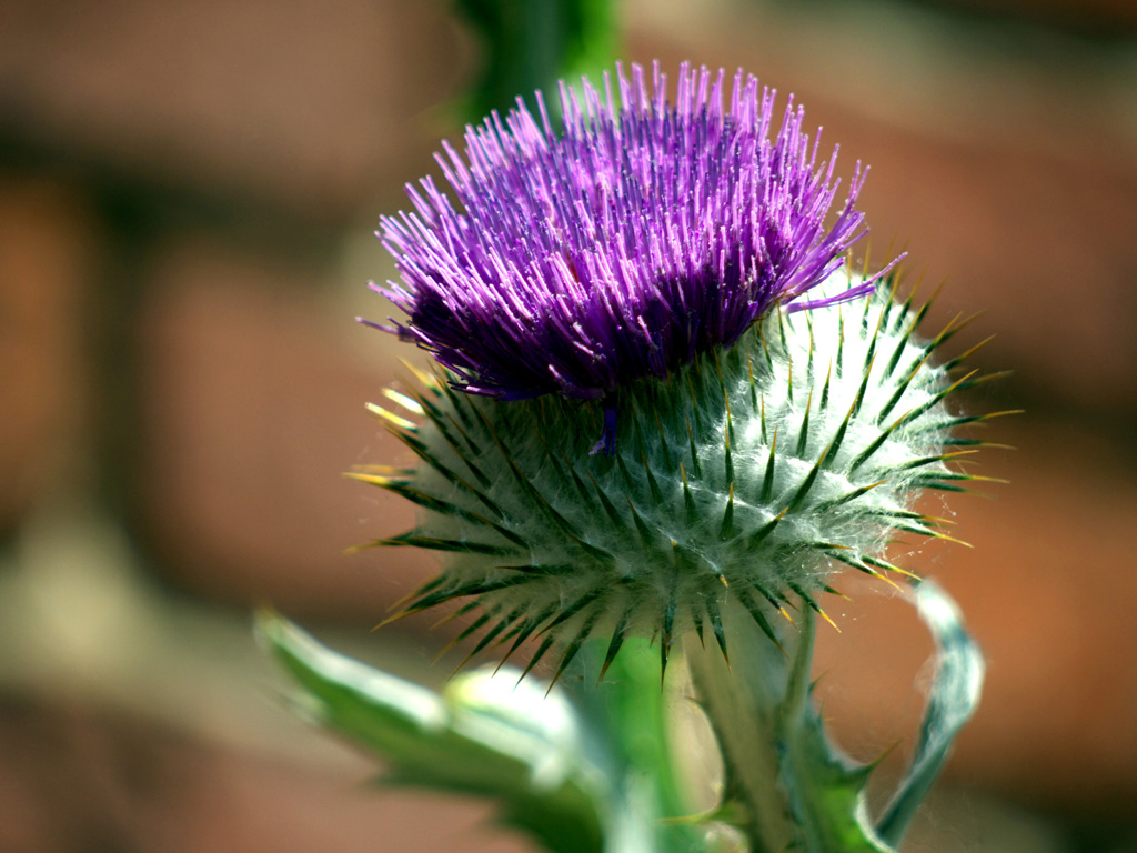 Cardo mariano dopo le feste: proprietà, usi e controindicazioni | LifeGate