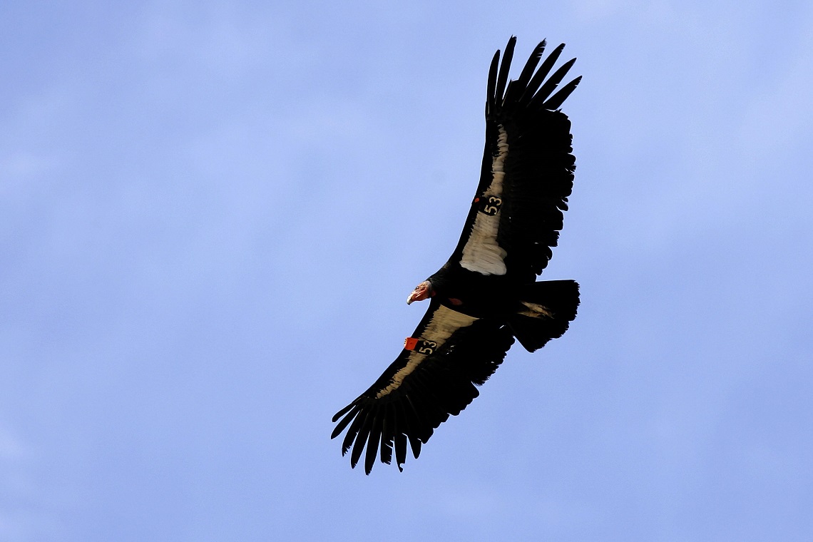 Nel Condor E Superiore Ai Tre Metri