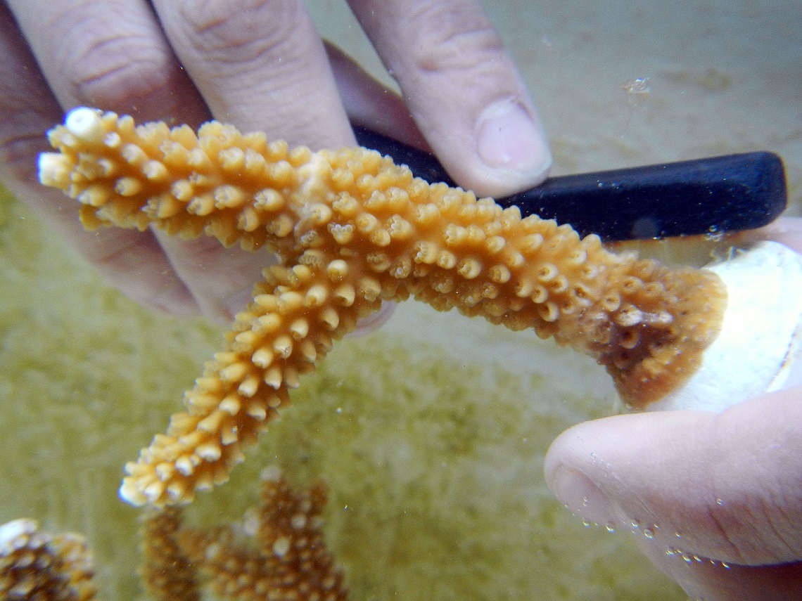 Corallo sbiancato a causa del riscaldamento dell'acqua