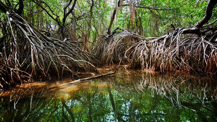 Cosa Succede Se Tagliamo Le Mangrovie1bis