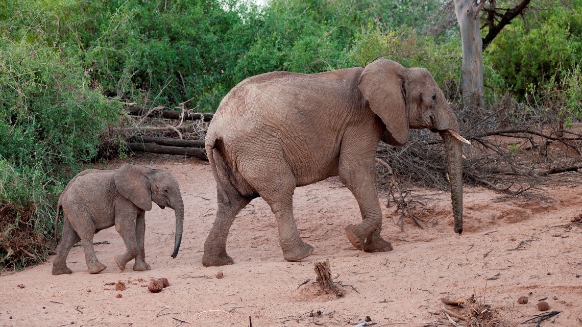 Femmina di elefante con il suo piccolo