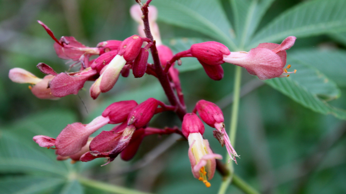 Red chestnut ( Fiori di Bach )