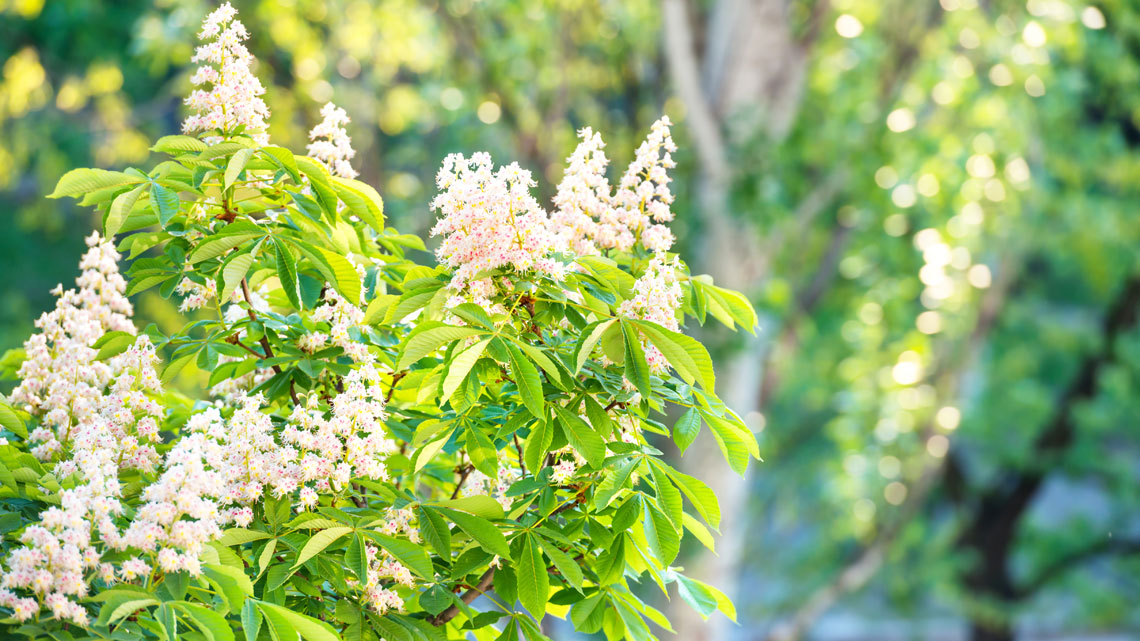 White chestnut, il fiore di ippocastano bianco - LifeGate