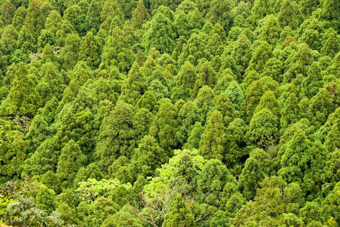 Foresta boreale vista dall'alto