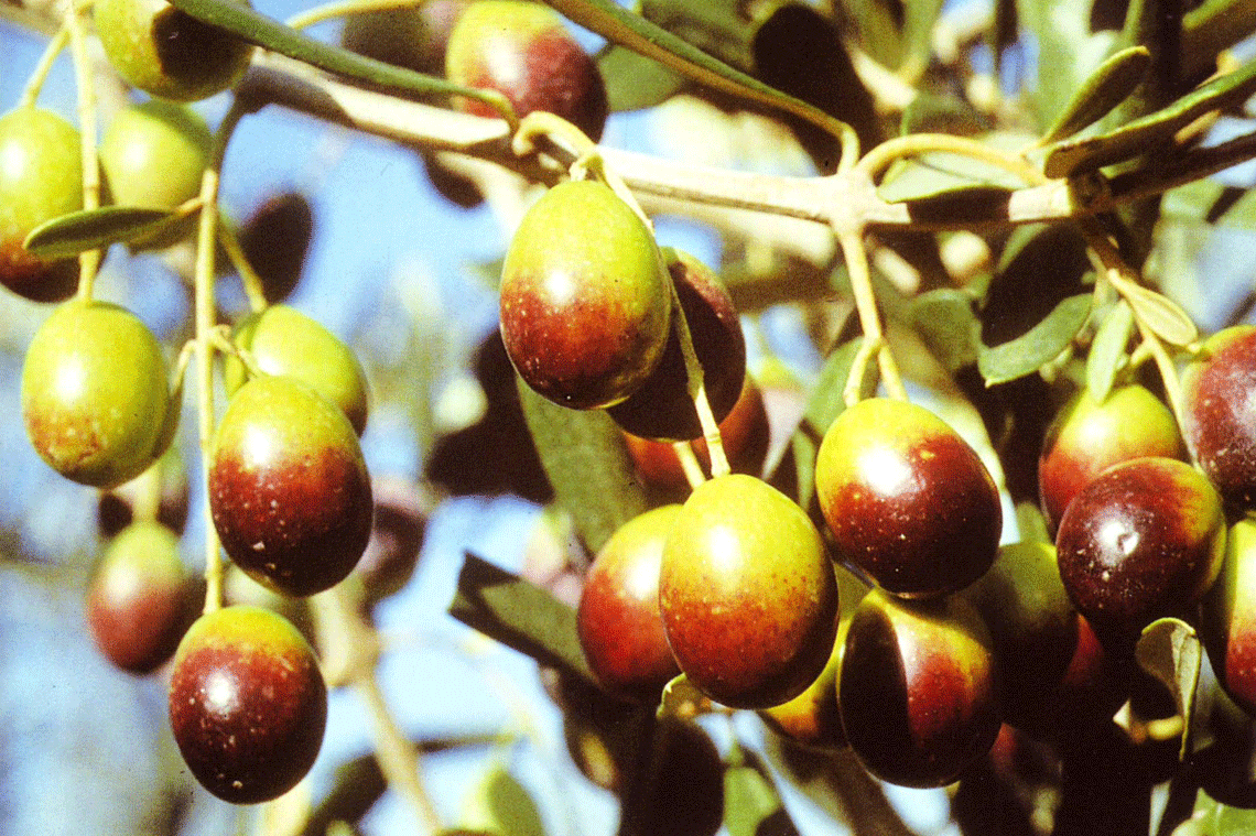 Cultivar di olive da olio, cosa sono, caratteristiche, varietà LifeGate