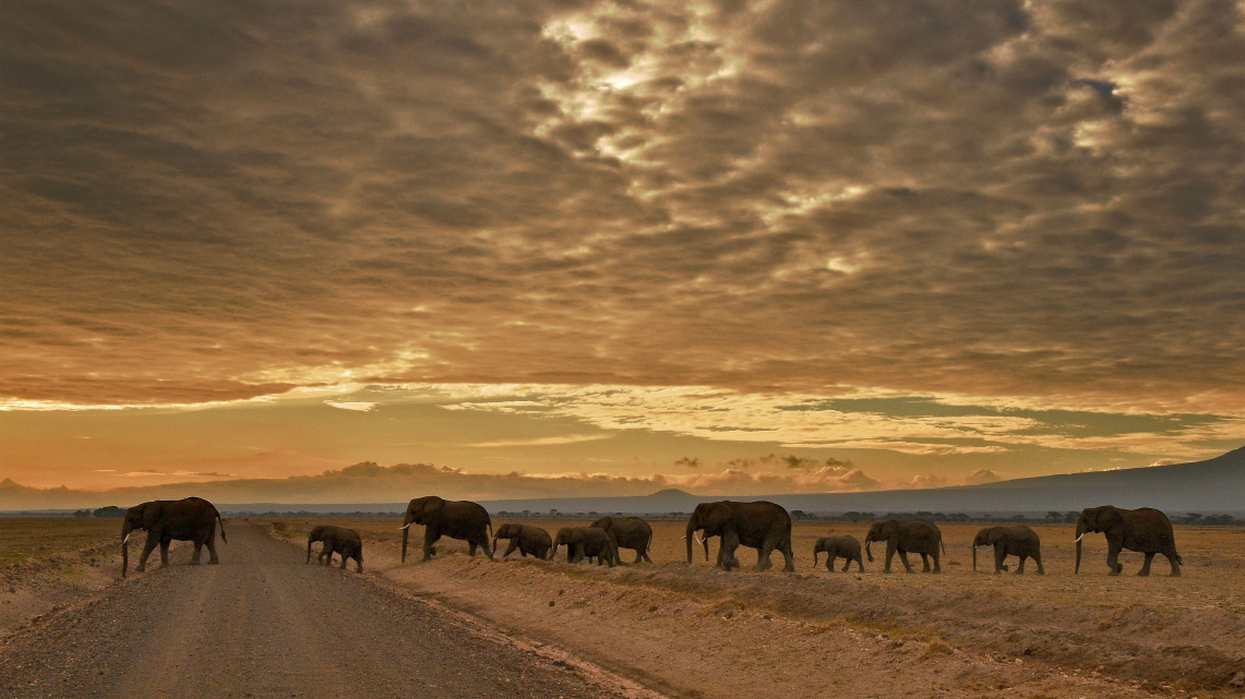 Bracconaggio, Il turismo africano perde gli elefanti e milioni di