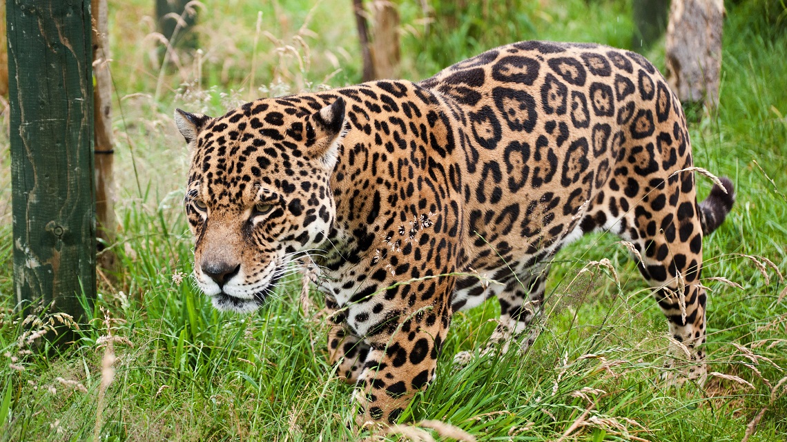 Hanno ucciso Yo’oko, il penultimo giaguaro selvaggio degli Stati Uniti