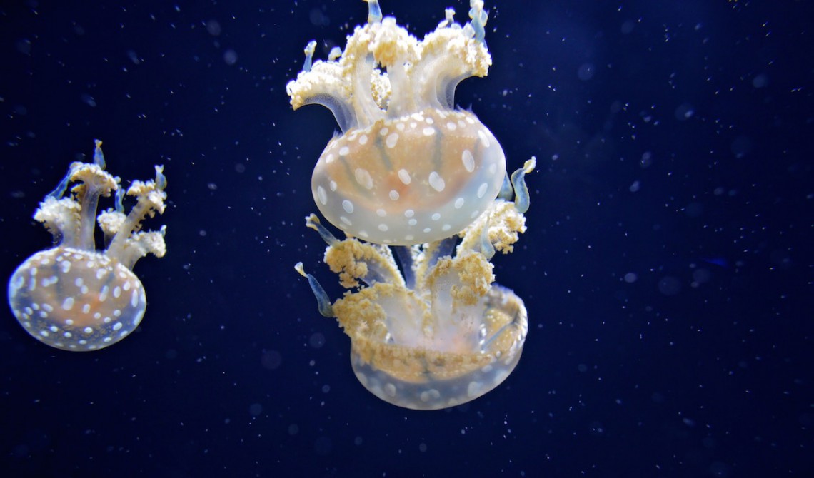 La fauna e la flora marina sono minacciate dall'aumento delle temperature e dall'acidificazione delle acque