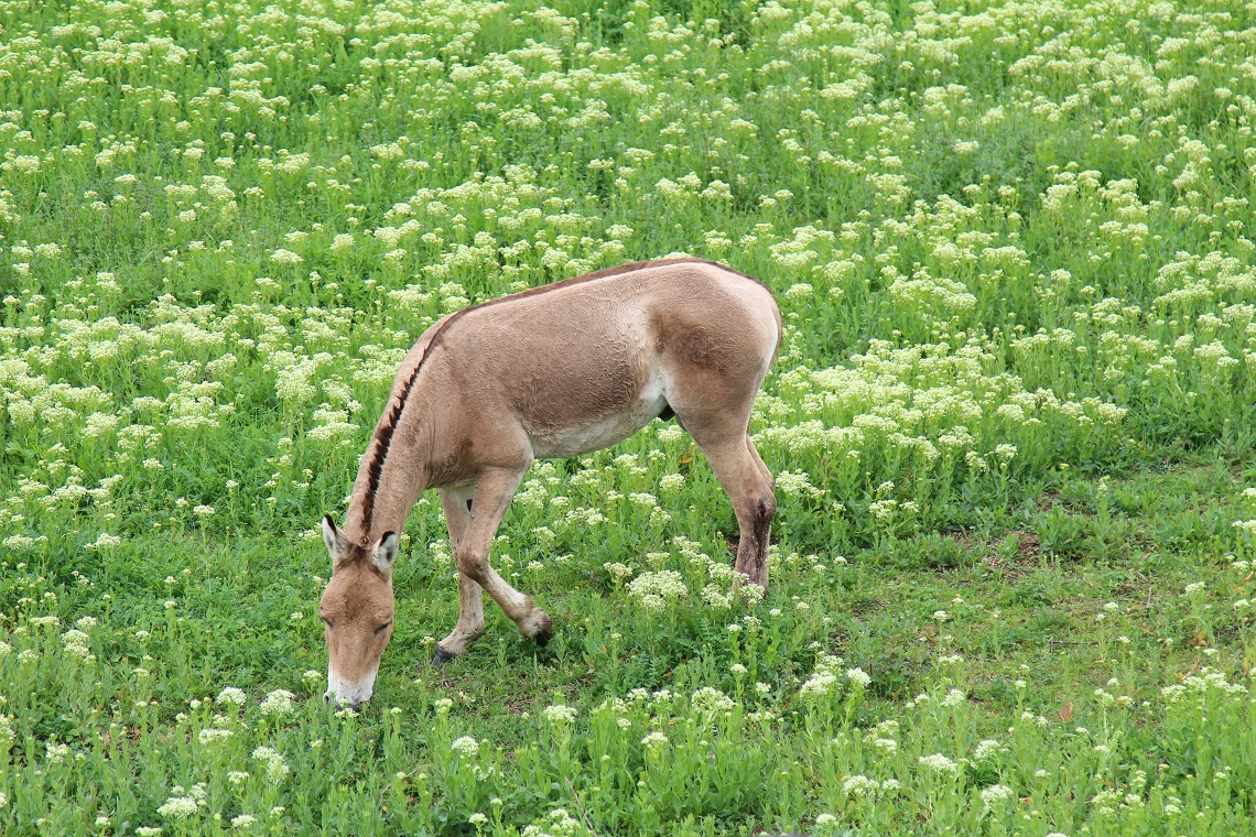 Kulan in una distesa erbosa