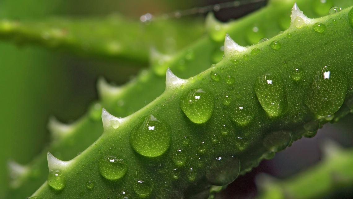 aloe vera pelle