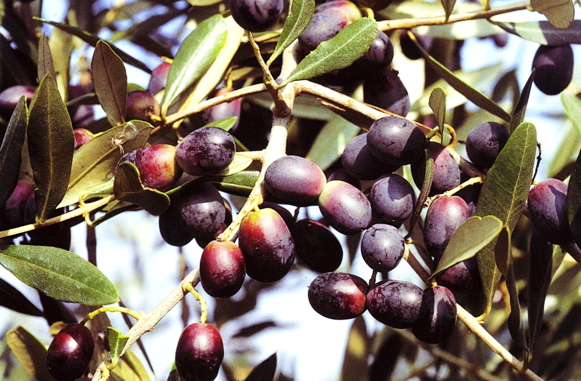 Cultivar di olive da olio, cosa sono, caratteristiche, varietà LifeGate