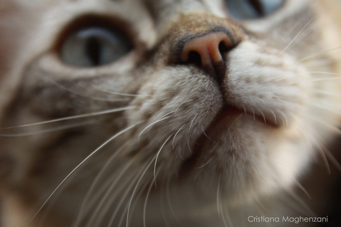 gatto