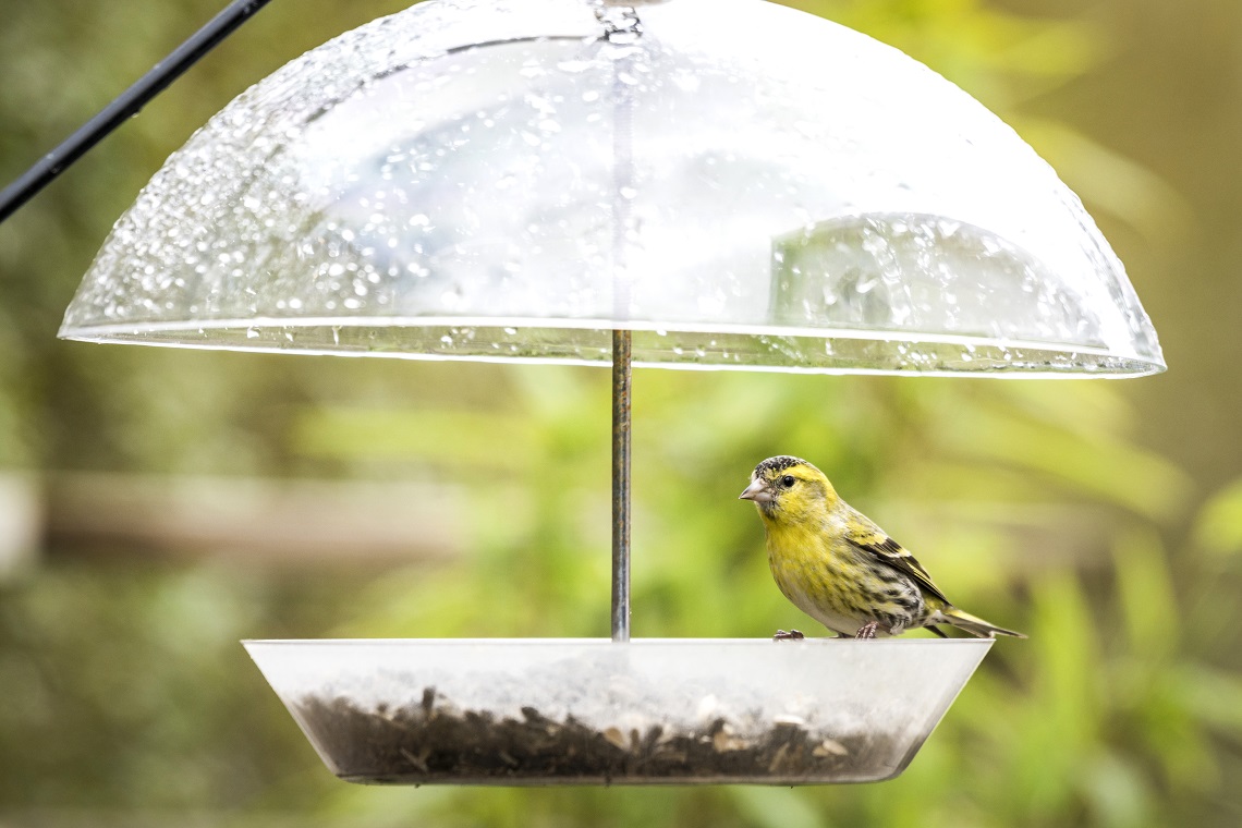 Come Costruire Una Mangiatoia Per Aiutare Gli Uccelli In Inverno
