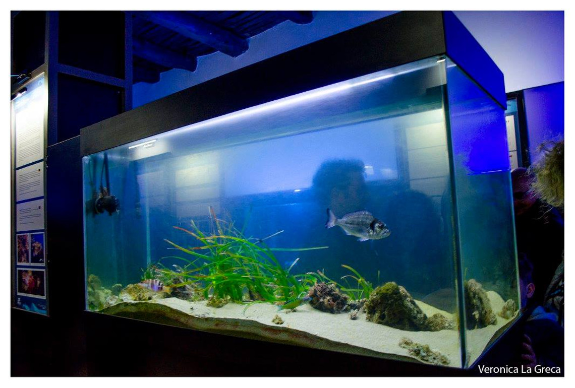 Musea, il rinnovato museo vivo del mare a Pioppi