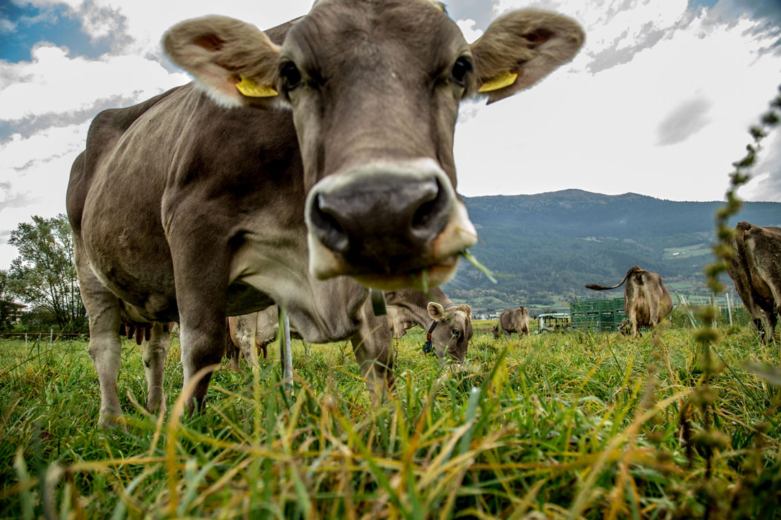 7 Cose Da Sapere Più Una Sul Latte Fieno Lifegate