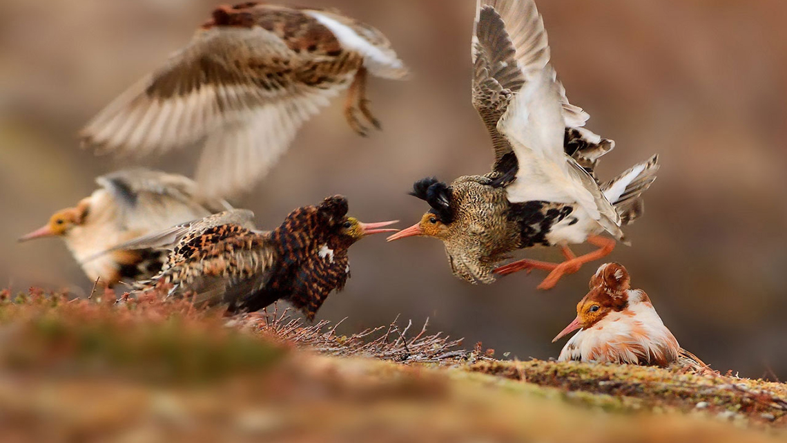 Risultati immagini per Ruffs on display wildlife