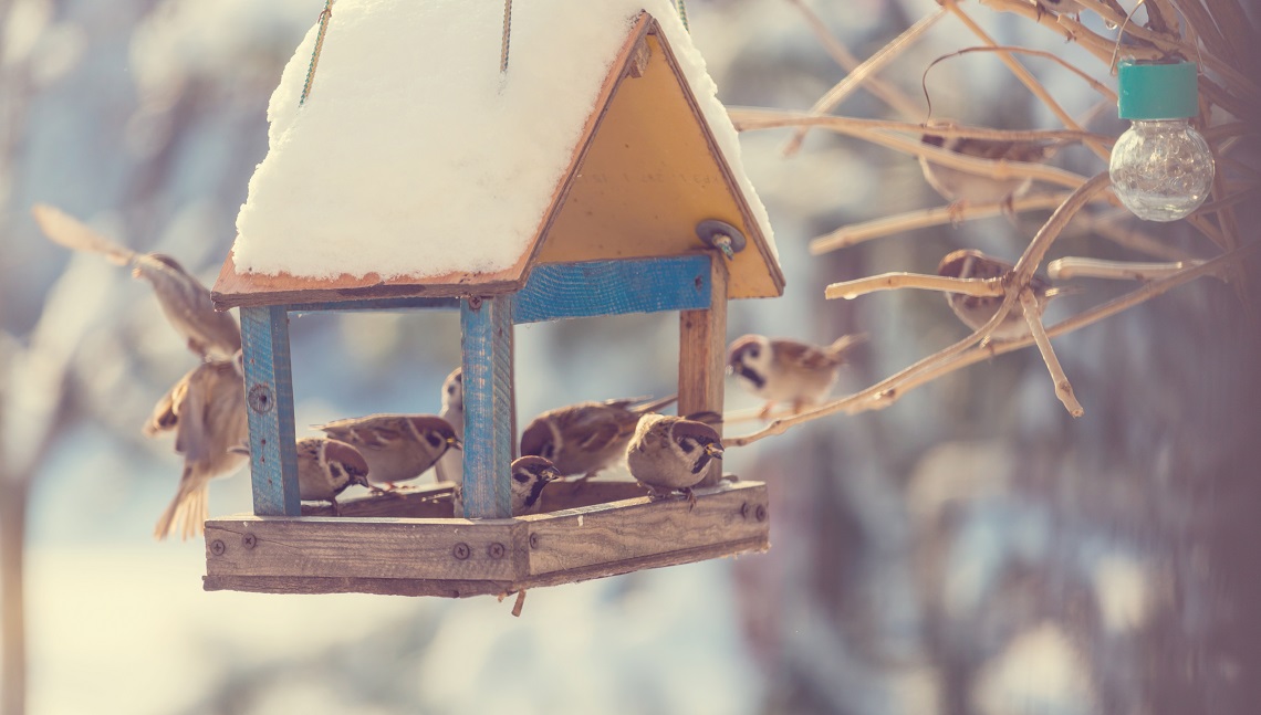 Come Costruire Una Mangiatoia Per Aiutare Gli Uccelli In Inverno