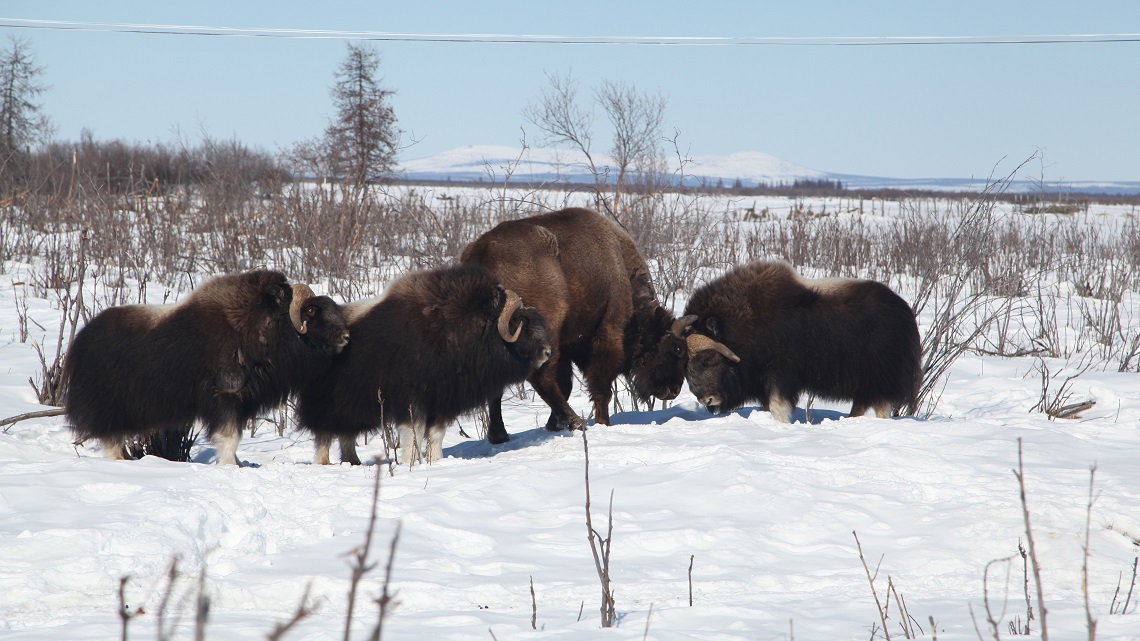 Un bisonte e alcuni buoi muschiati reintrodotti nel Pleistocene Park