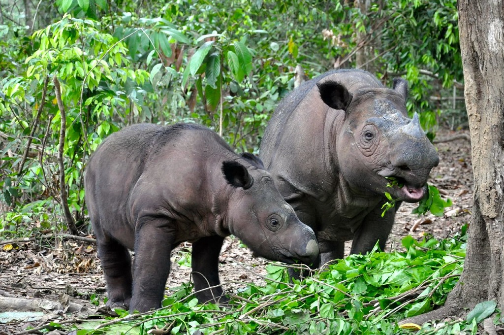 Rinoceronti di Sumatra