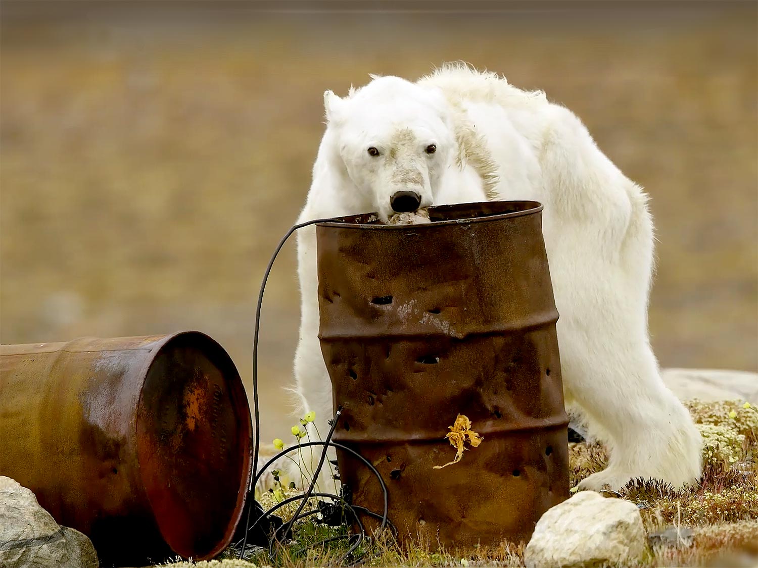 Selfie con orsi polari morti per promuovere battute di caccia