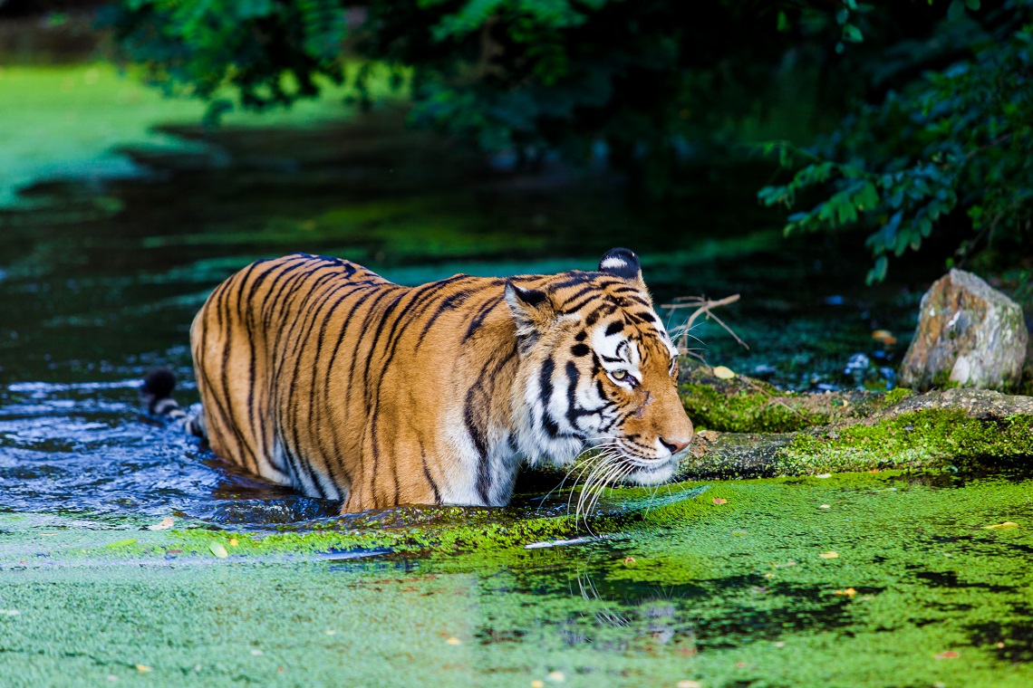 Tigre che attraversa un corso d'acqua