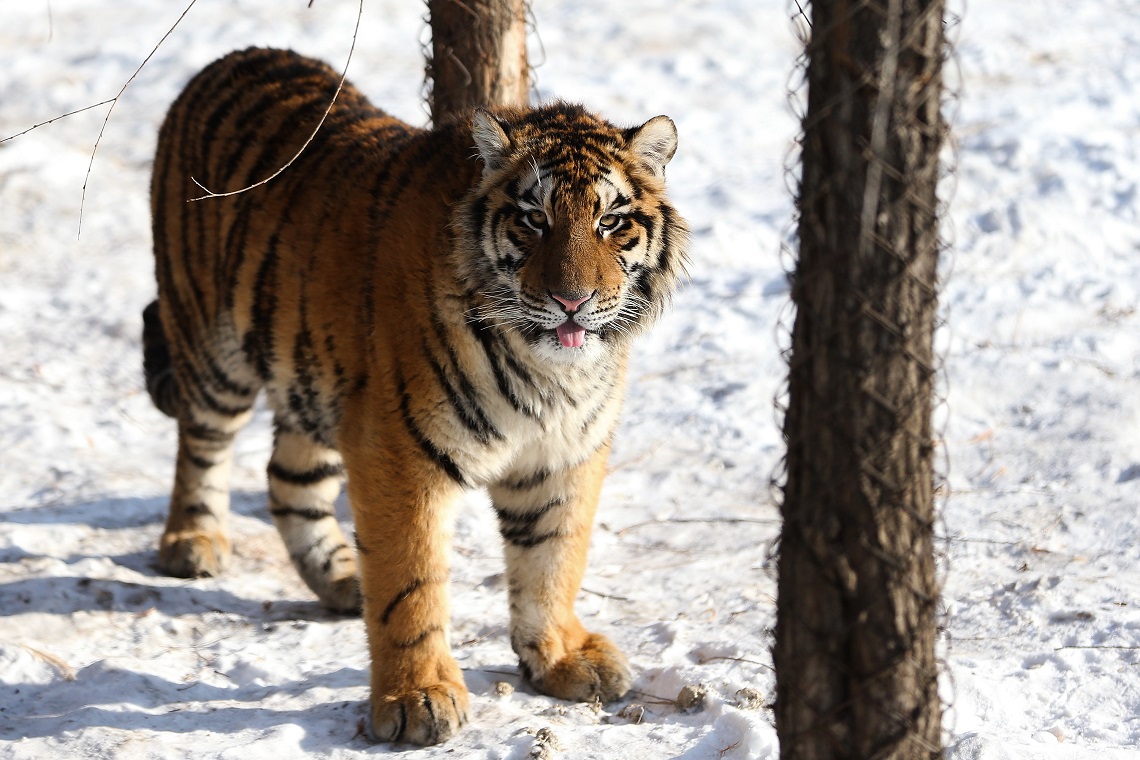 Tigre siberiana in Cina
