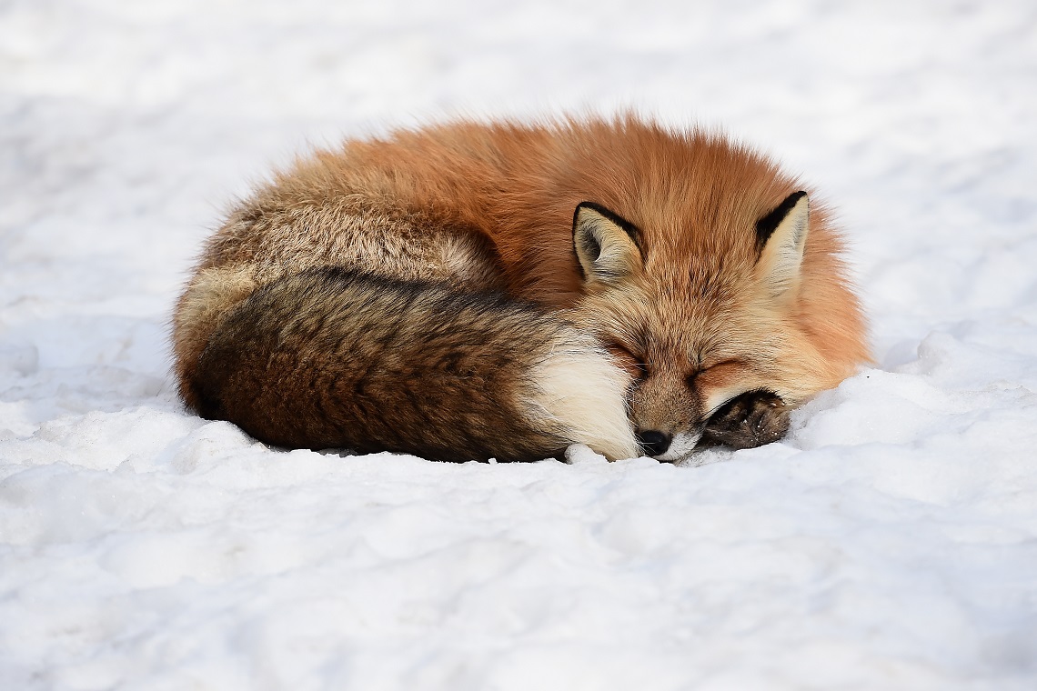 Volpe che si riposa nella neve