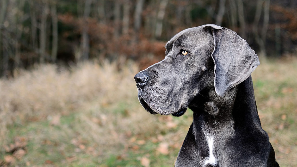 Alano, il cane gigante che ama il divano di casa | LifeGate