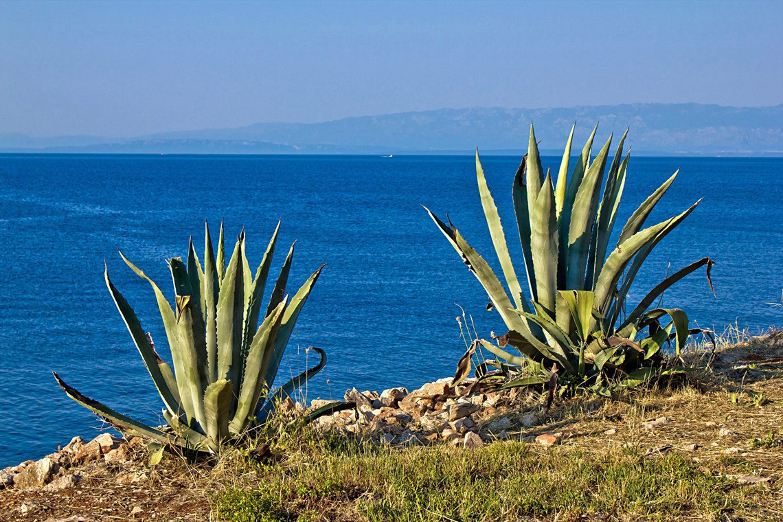 aloe vera 100 per cento