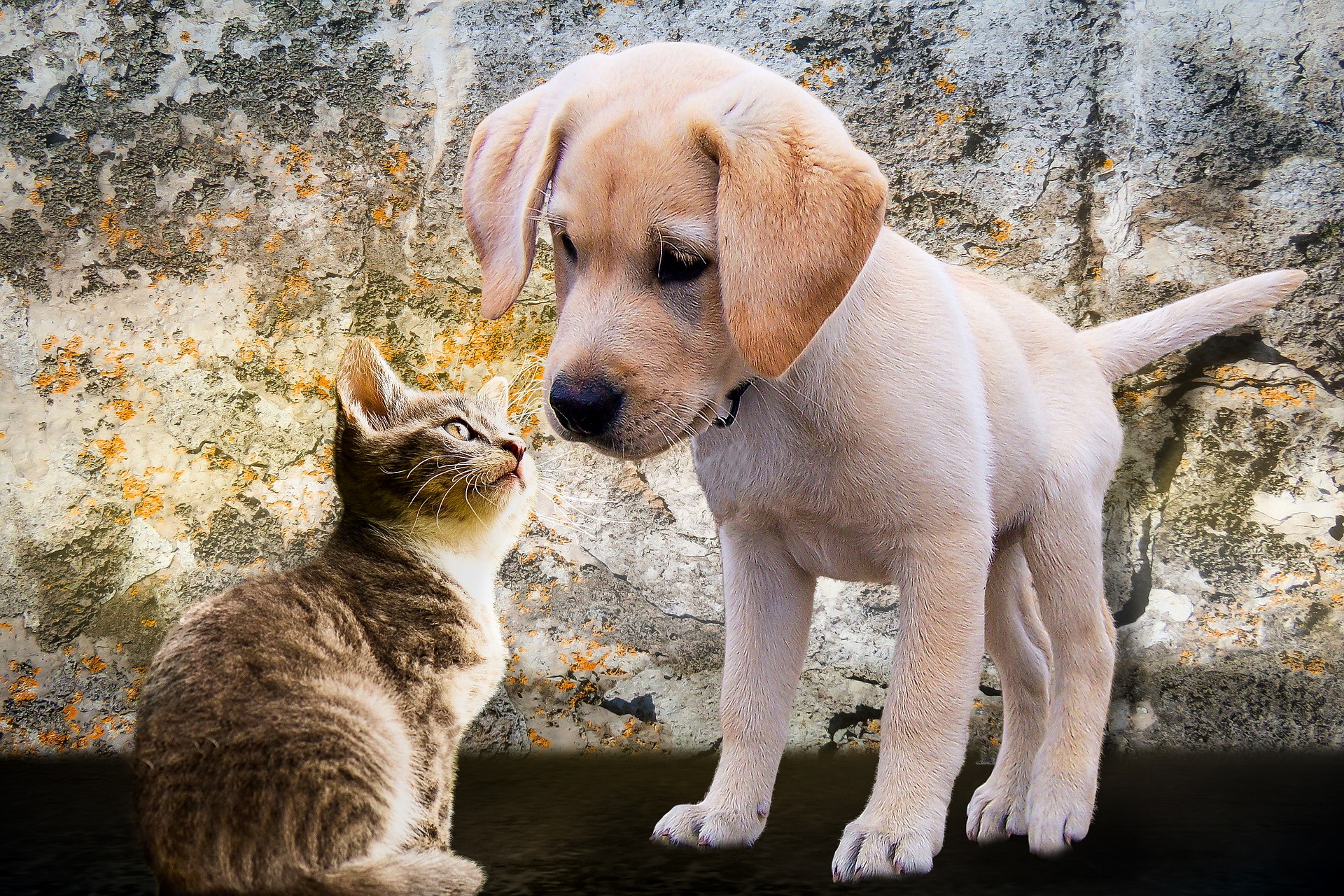 Cosa Devono Mangiare Cani E Gatti D Estate