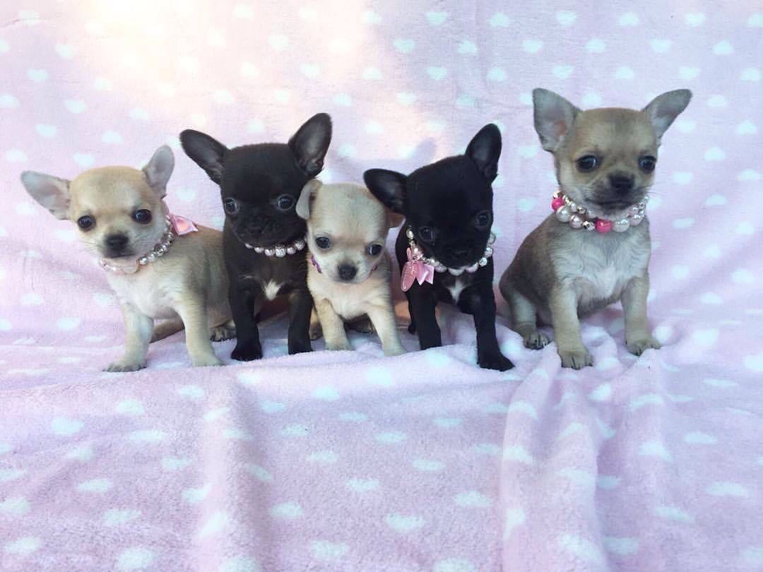 Le Caratteristiche Del Chihuahua Un Piccolo Cane Dal Grande