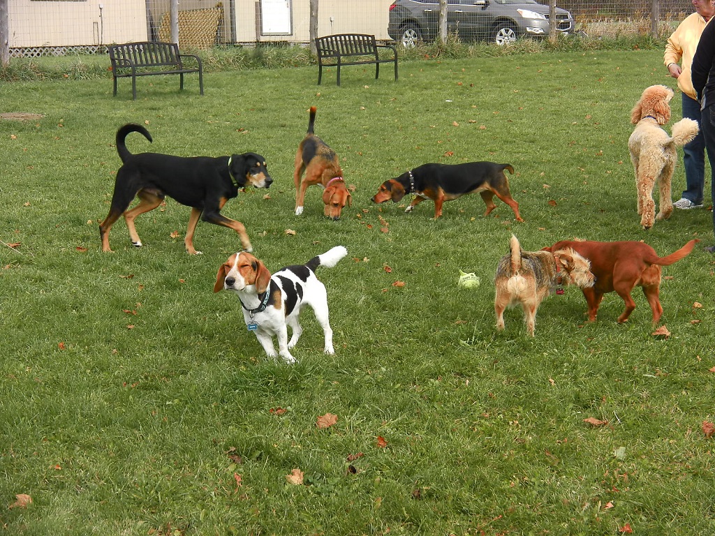 10 consigli per una pacifica convivenza nell'area cani - LifeGate